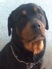 roquito